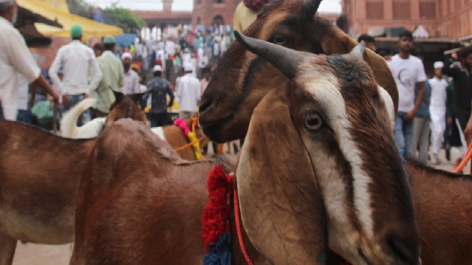inflation reduced the purchase of goats on bakrid businessman said it never happened in decades which happened this timeakrid: 70 का सोनू 55 हजार में बिका, कारोबारी बोले- दशकों में ऐसा कभी नहीं हुआ; जो इस बार हुआ