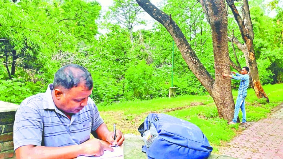 UT administration, municipal officers and employees were identifying dry trees in chandigarh  