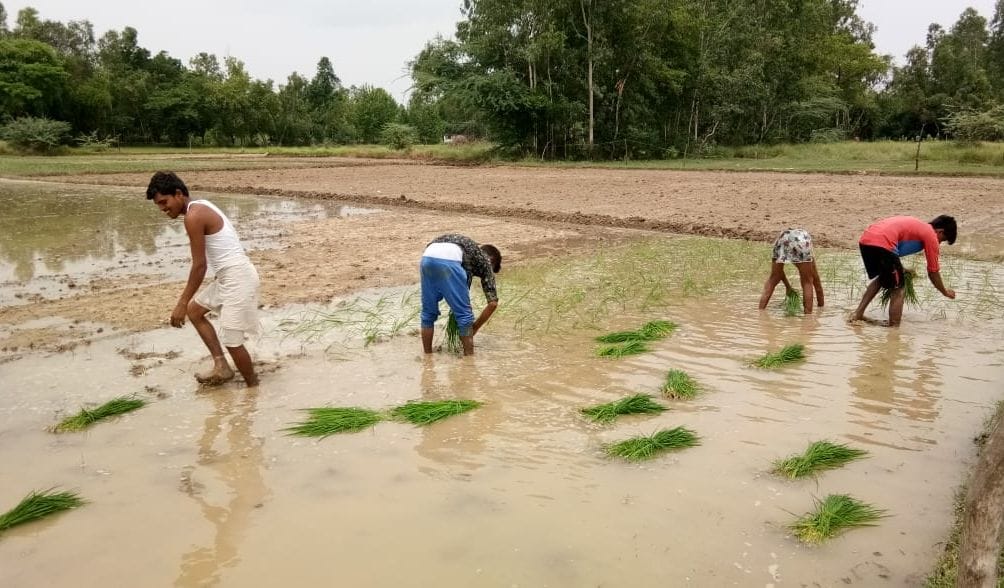 hardoi news, Monsoon's sluggish path, fear of drought looming