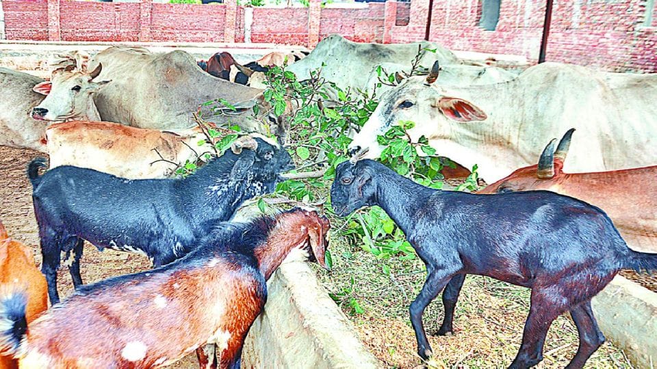 Jain society saved goats by buying on bakrid in agra