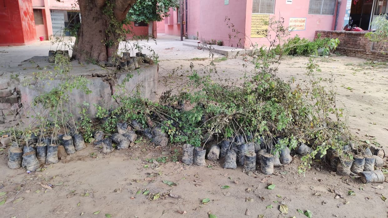 Farrukhabad: Plants were not planted away to save, they dried up at CHC only
