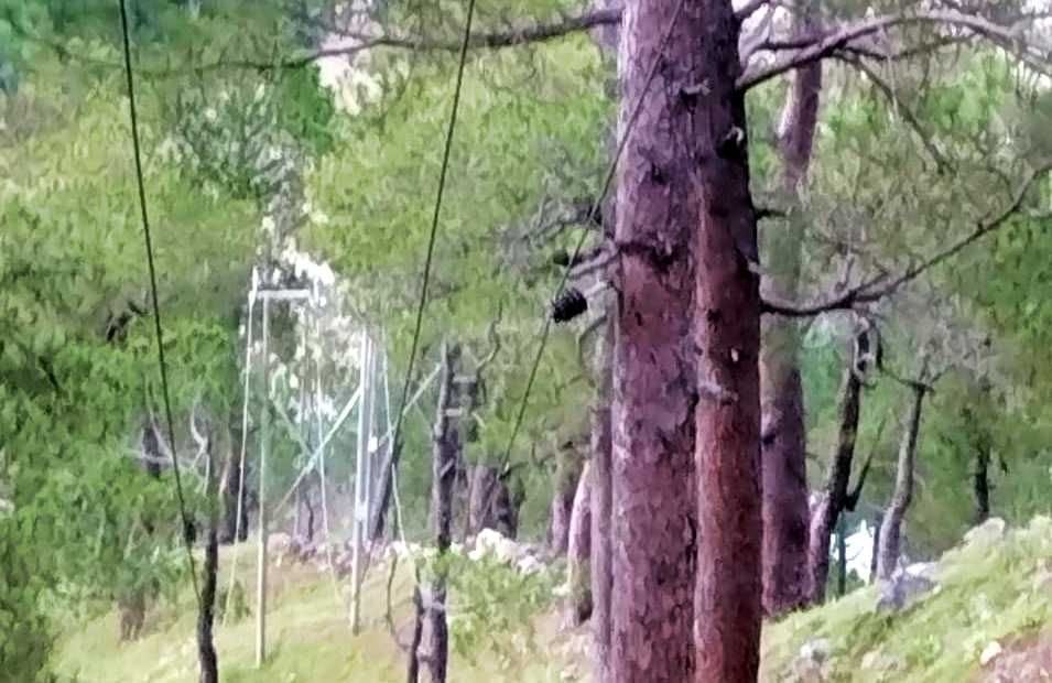 Electricity Wire arranged in Tree