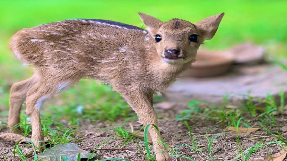 hog deer born in Delhi Zoo