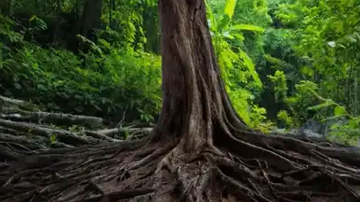 optical illusion snake hidden in tree roots people confused after see this pic news in hindi