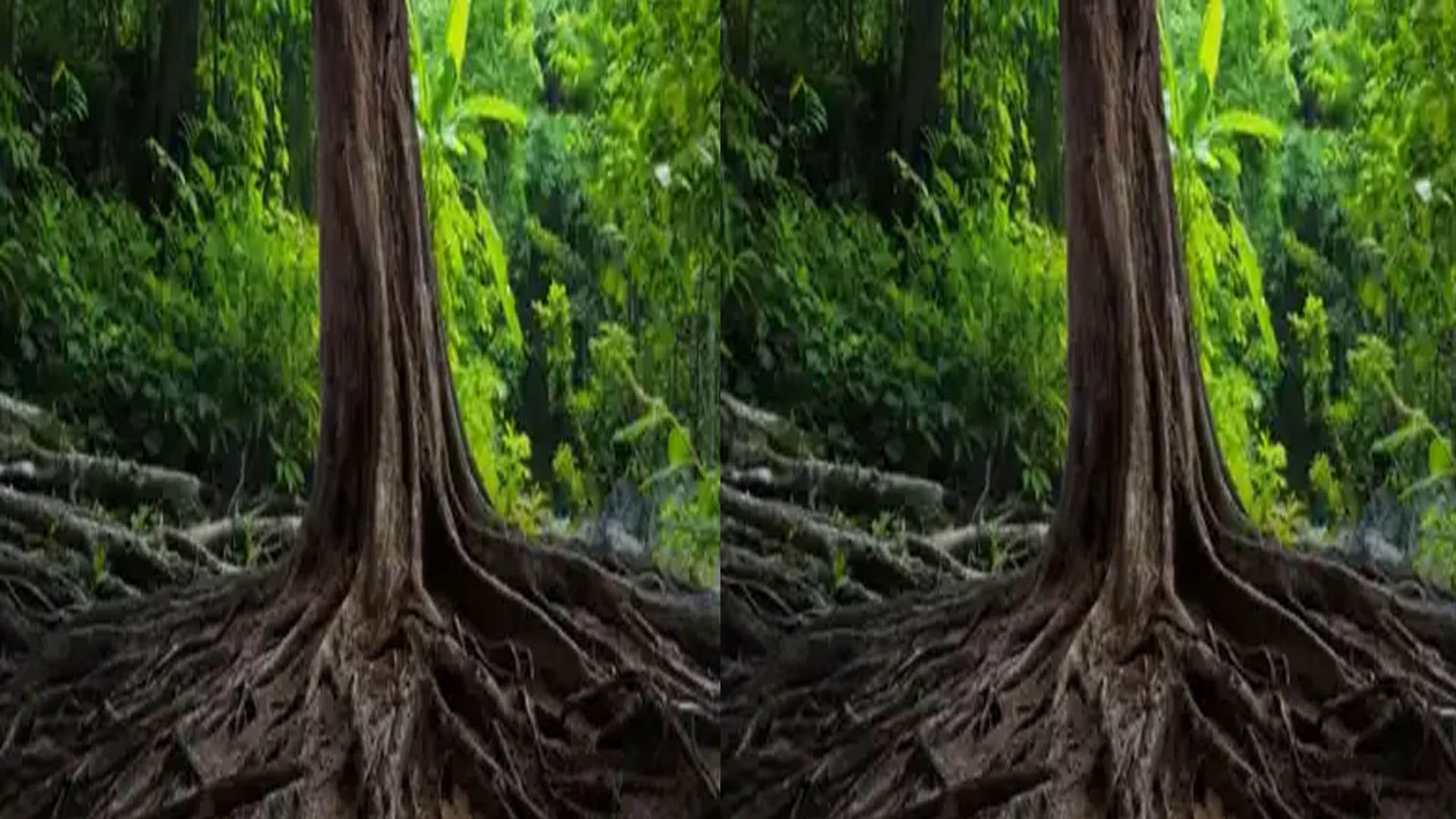 optical illusion snake hidden in tree roots people confused after see this pic news in hindi