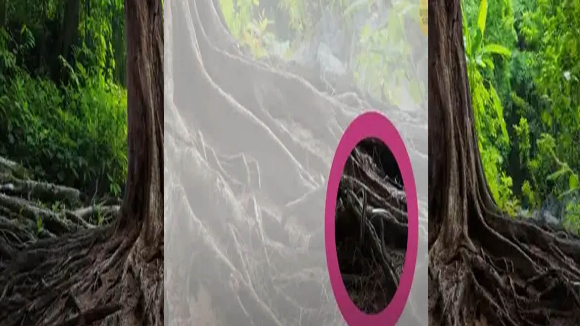 optical illusion snake hidden in tree roots people confused after see this pic news in hindi