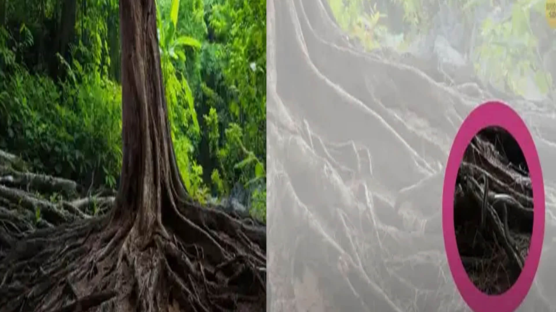 optical illusion snake hidden in tree roots people confused after see this pic news in hindi
