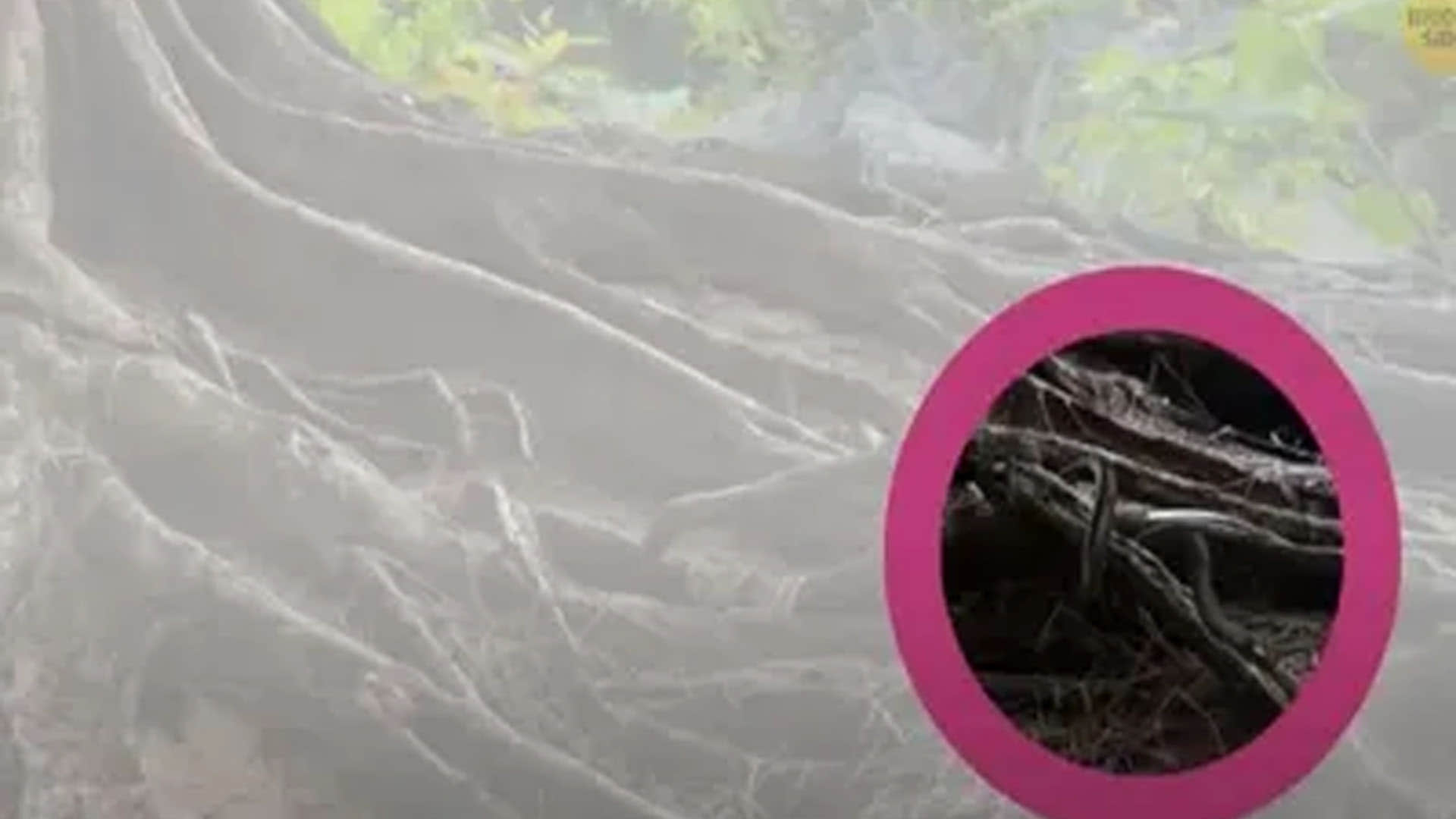 optical illusion snake hidden in tree roots people confused after see this pic news in hindi