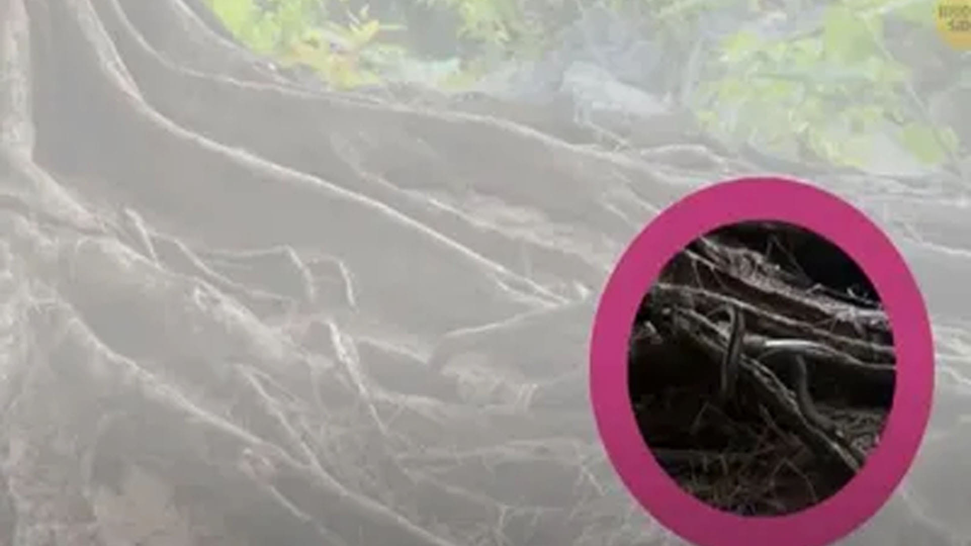 optical illusion snake hidden in tree roots people confused after see this pic news in hindi
