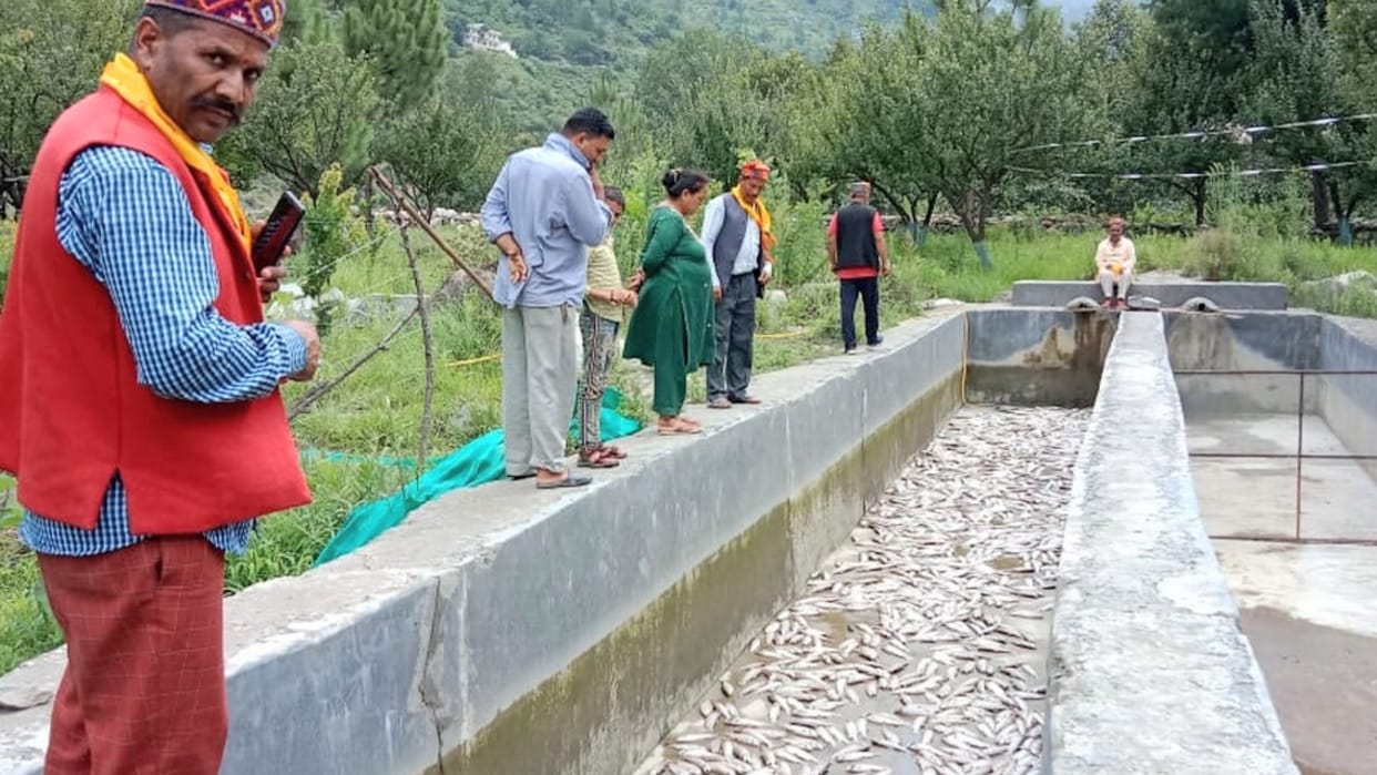 Dam water released without intimation twenty thousand Trout fish found dead