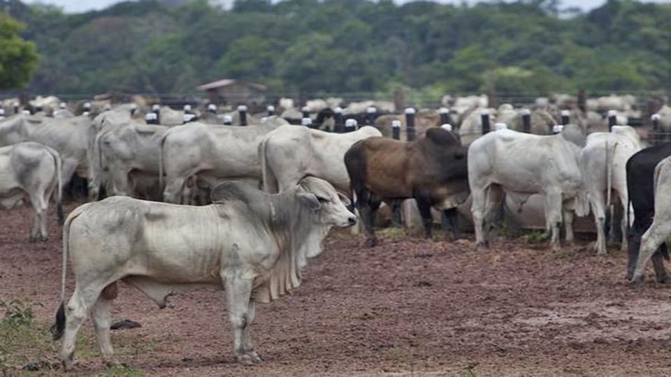 Eid-Al-Adha Tripura govt says slaughter of animals prohibited in urban areas of Agartala