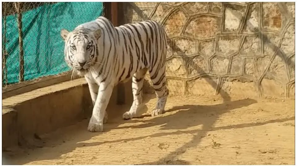 Rajasthans only white tiger Chinu dies nahargarh biological park in jaipur