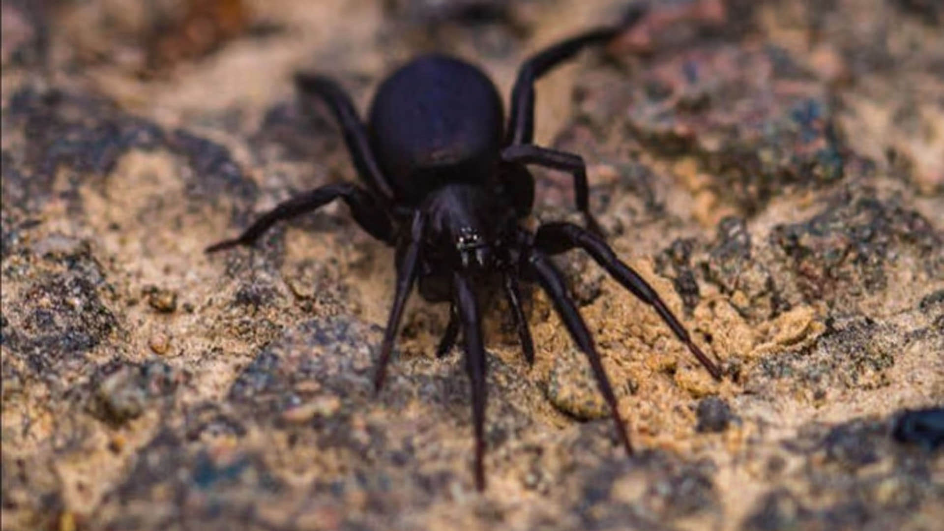World Most Poisonous Creatures Know These 5 Most Poisonous Creature in the World Man can Die Instantly by their Bitting
