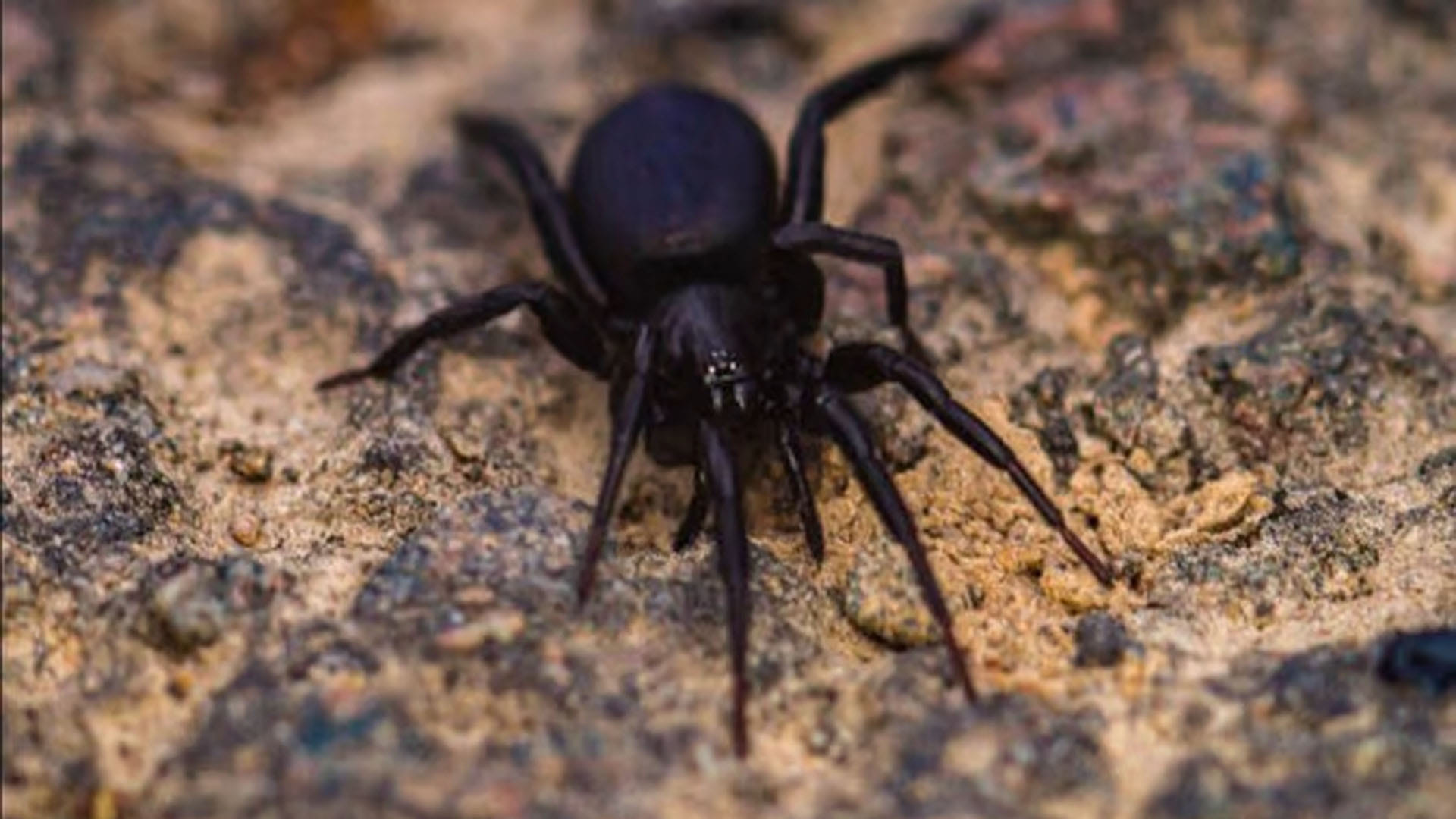 World Most Poisonous Creatures Know These 5 Most Poisonous Creature in the World Man can Die Instantly by their Bitting