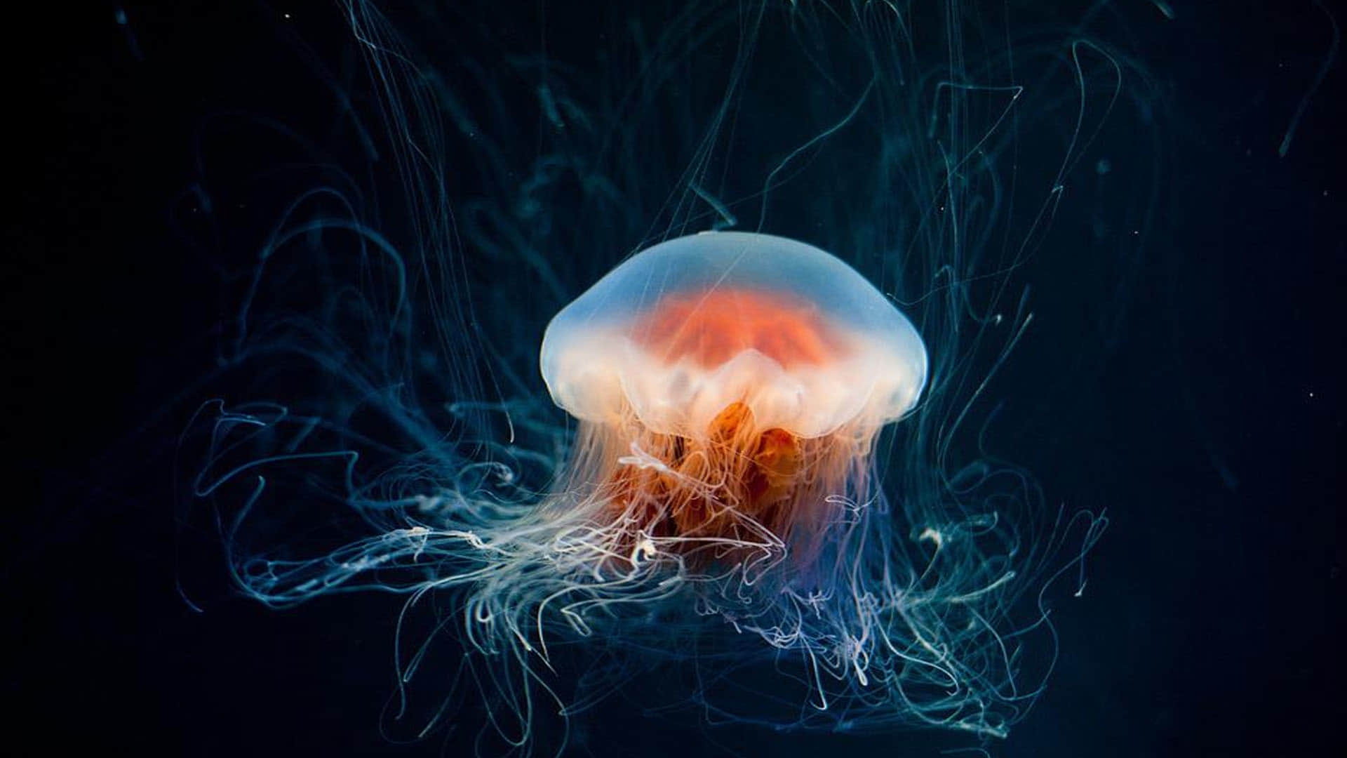 World Most Poisonous Creatures Know These 5 Most Poisonous Creature in the World Man can Die Instantly by their Bitting