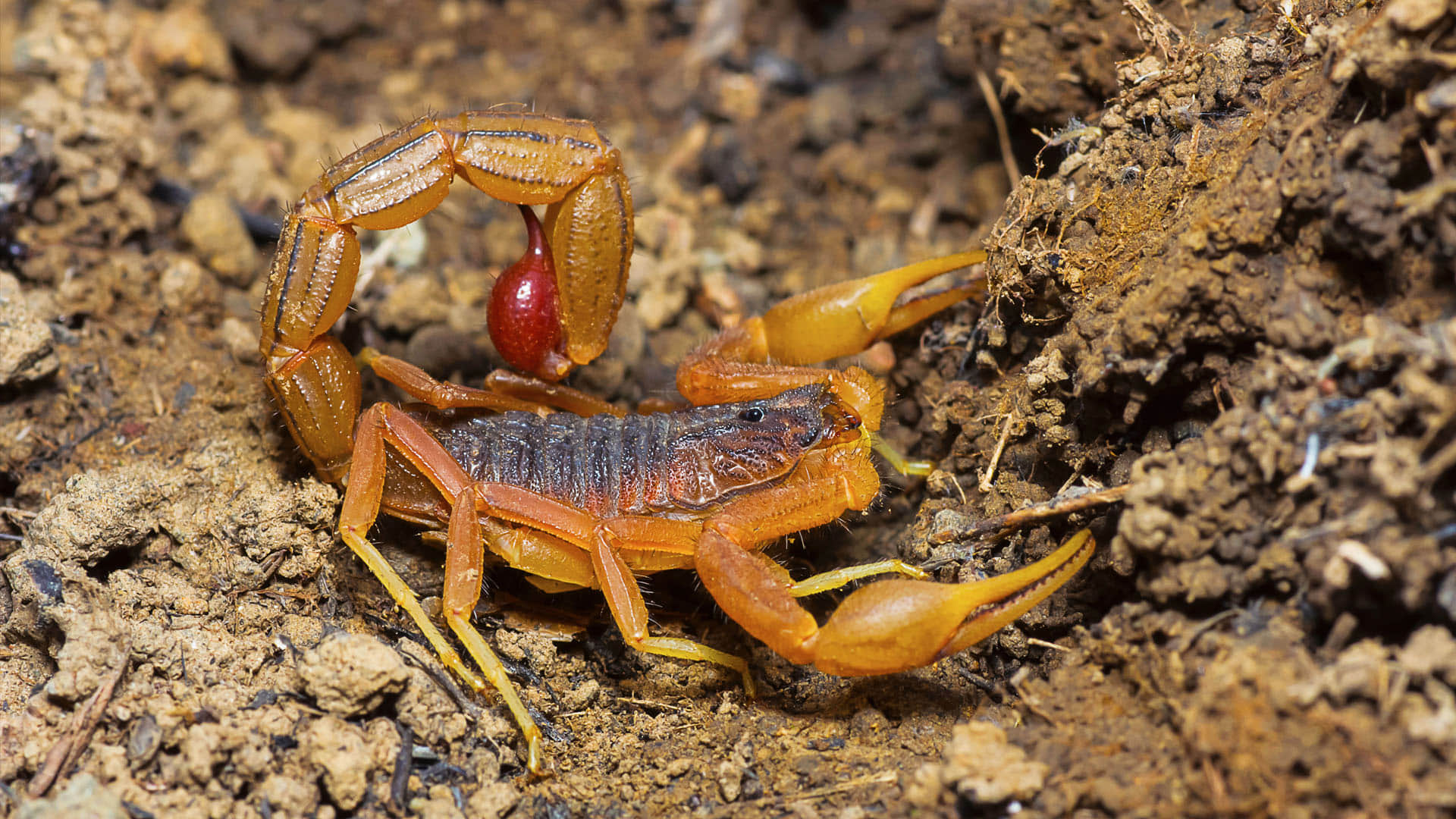 World Most Poisonous Creatures Know These 5 Most Poisonous Creature in the World Man can Die Instantly by their Bitting