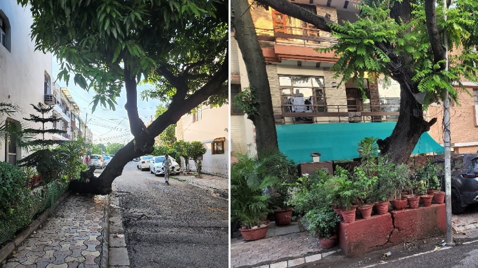 Chandigarh administration has not been able to decide whose negligence led to incident of heritage tree falling in Carmel Convent School