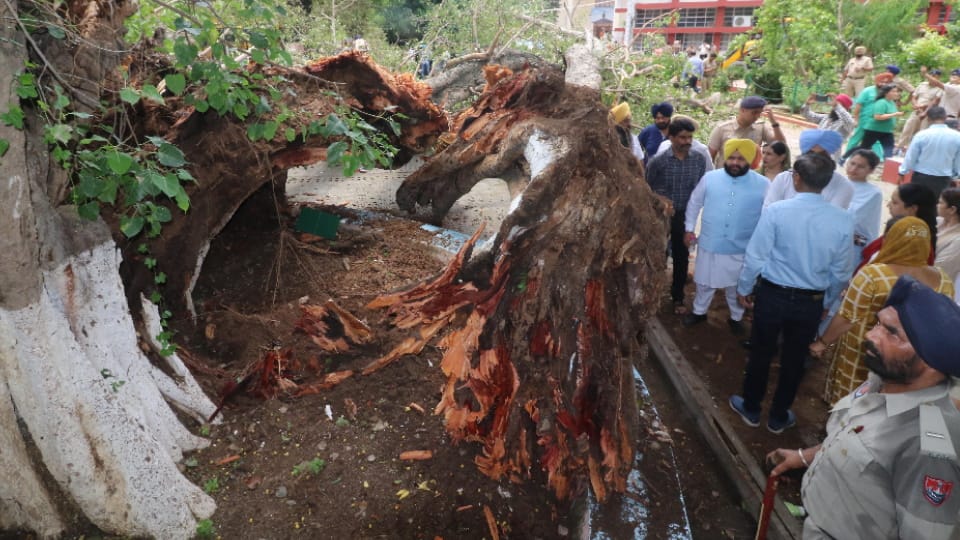 After the Carmel accident, the administration reached to see the dead heritage tree in the Vatika school