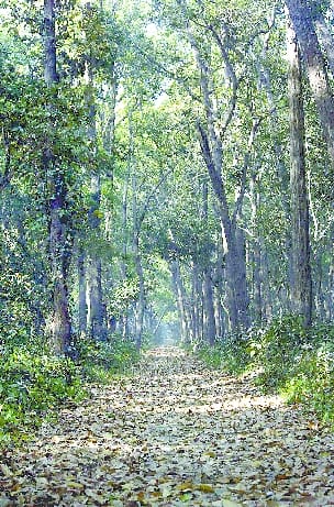 Human wildlife conflict increasing in the Terai due to human dependence on the forest