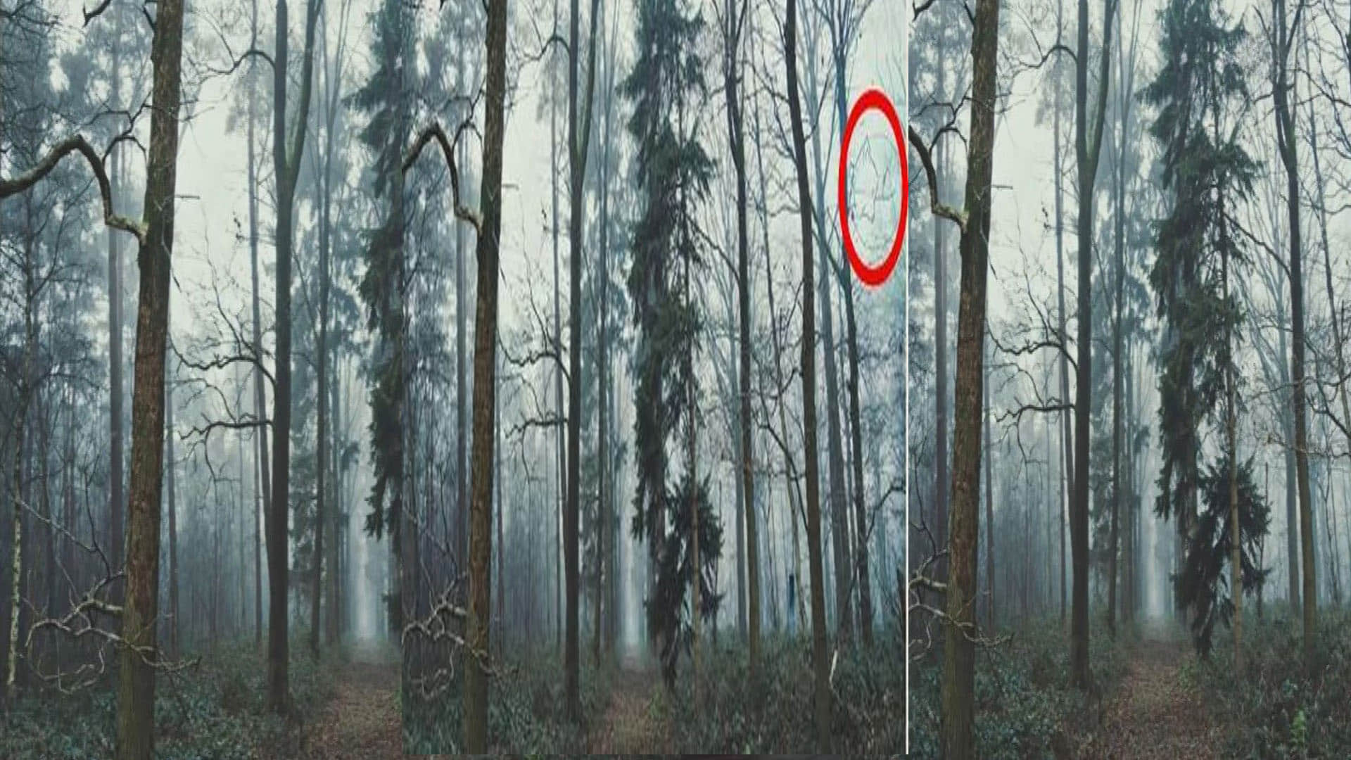 optical illusion brainstroming photo google trends nobody can see hidden fox in this challenging pic quiz in hindi