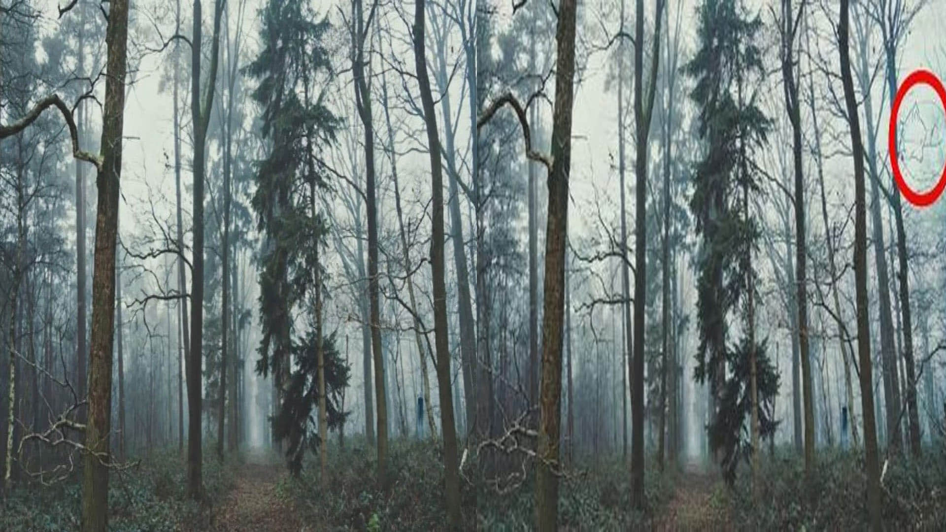 optical illusion brainstroming photo google trends nobody can see hidden fox in this challenging pic quiz in hindi