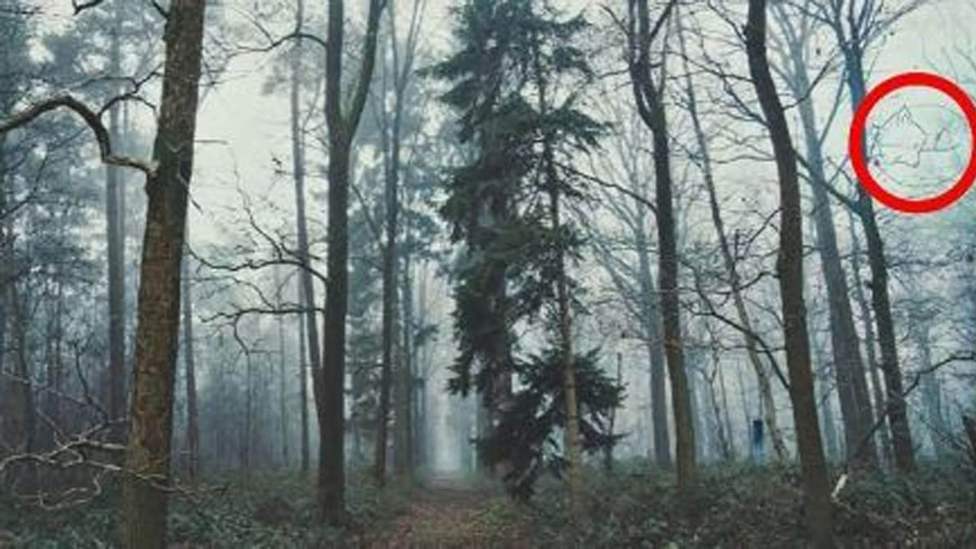 optical illusion brainstroming photo google trends nobody can see hidden fox in this challenging pic quiz in hindi