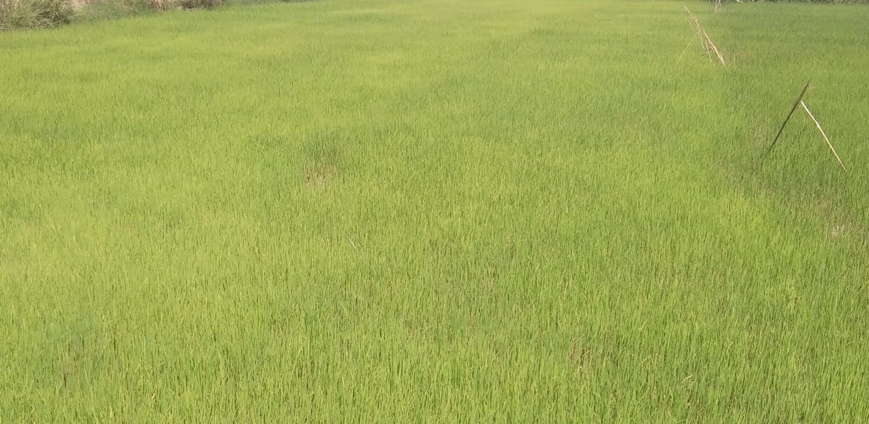 Jeth-like heat in Ashadh, farmers' concern increased