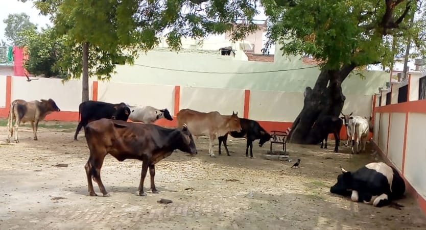 Destitute cows were locked in the panchayat house