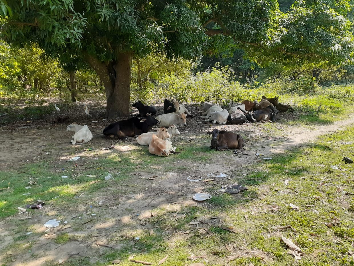 The tiger attacked the cattle, dragged the cow into the dam
