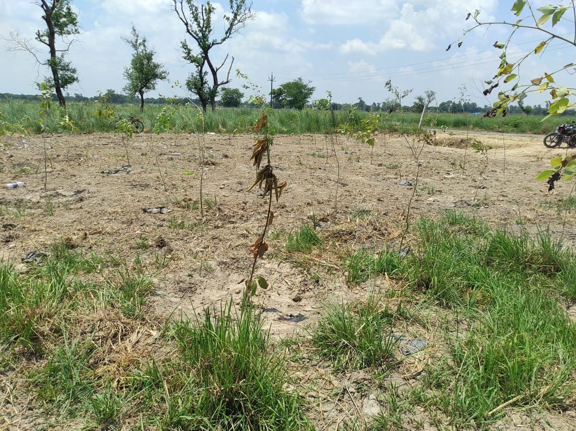Plants planted by the minister in charge dry up, questions are being raised on the campaign