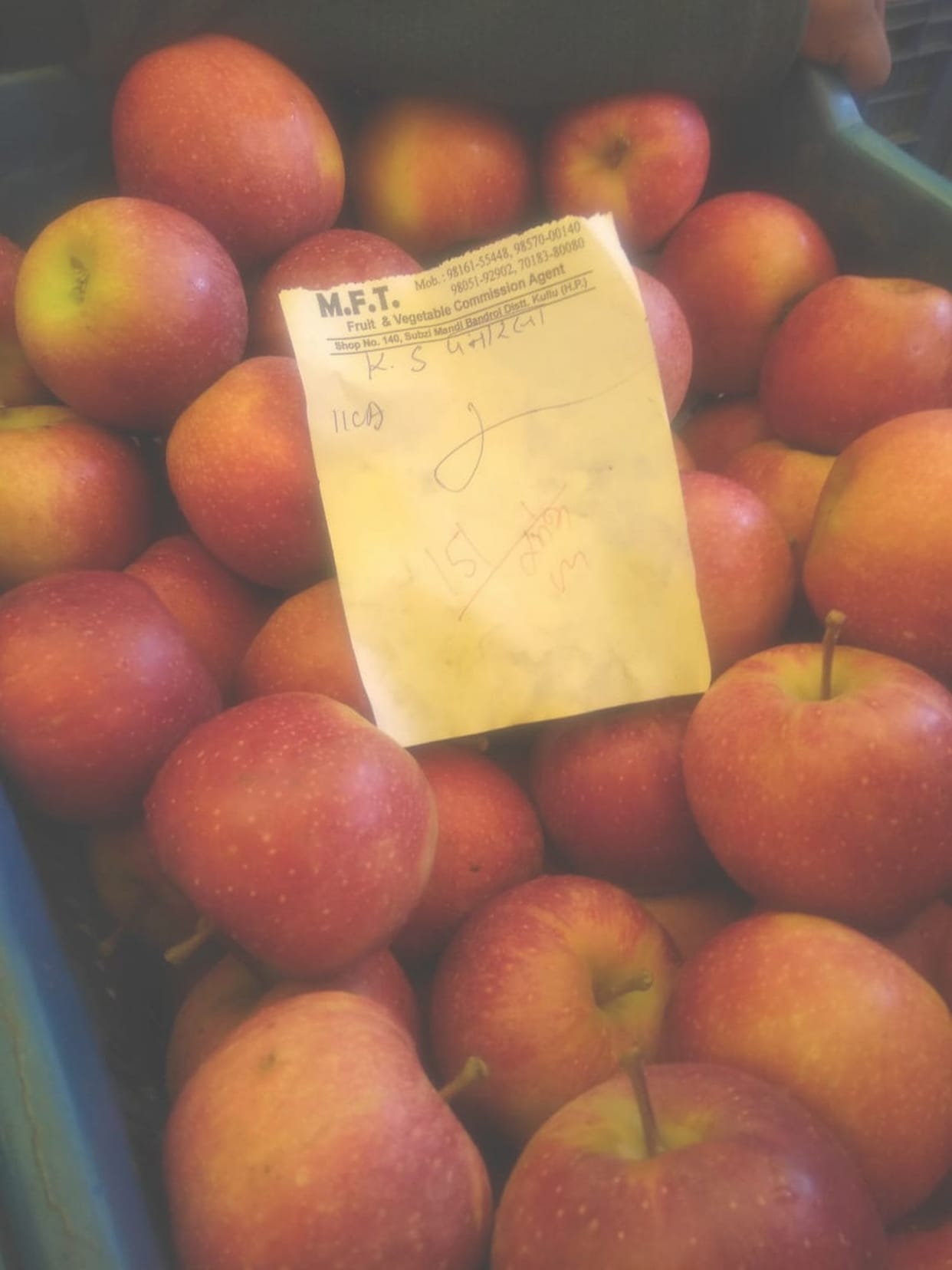 Dark Baron Gala apple hits Kullu