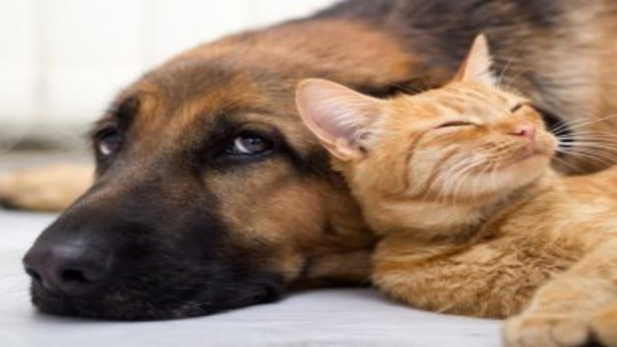 Negligence in keeping a dog and a cat will take a toll on health