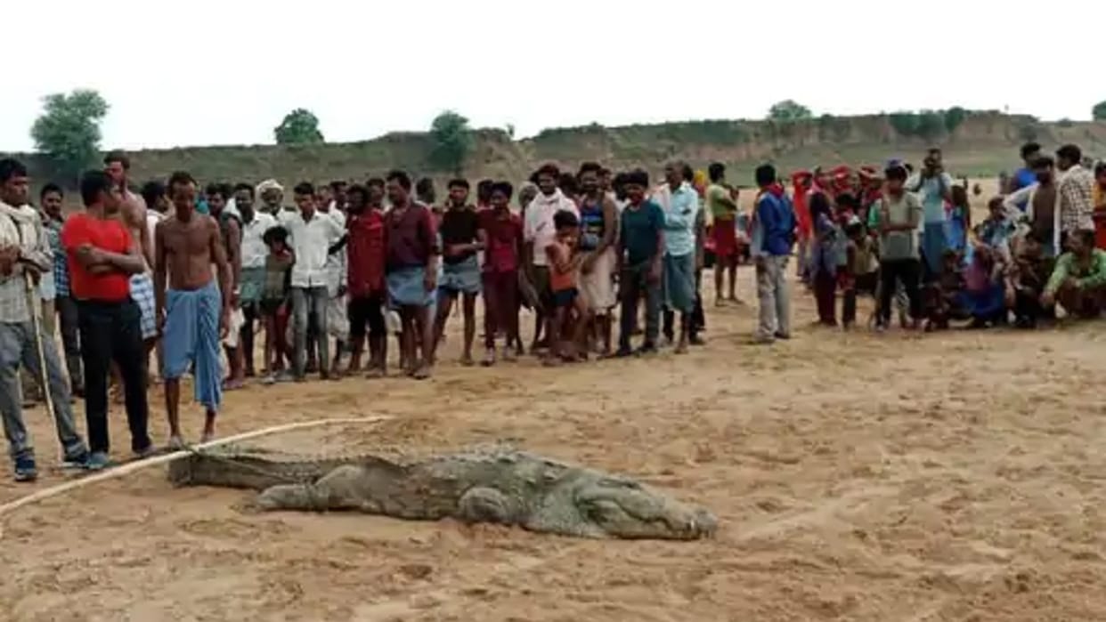 MP News Crocodile Swallows 10 Year Old Child in Chambal River Know Details in Hindi