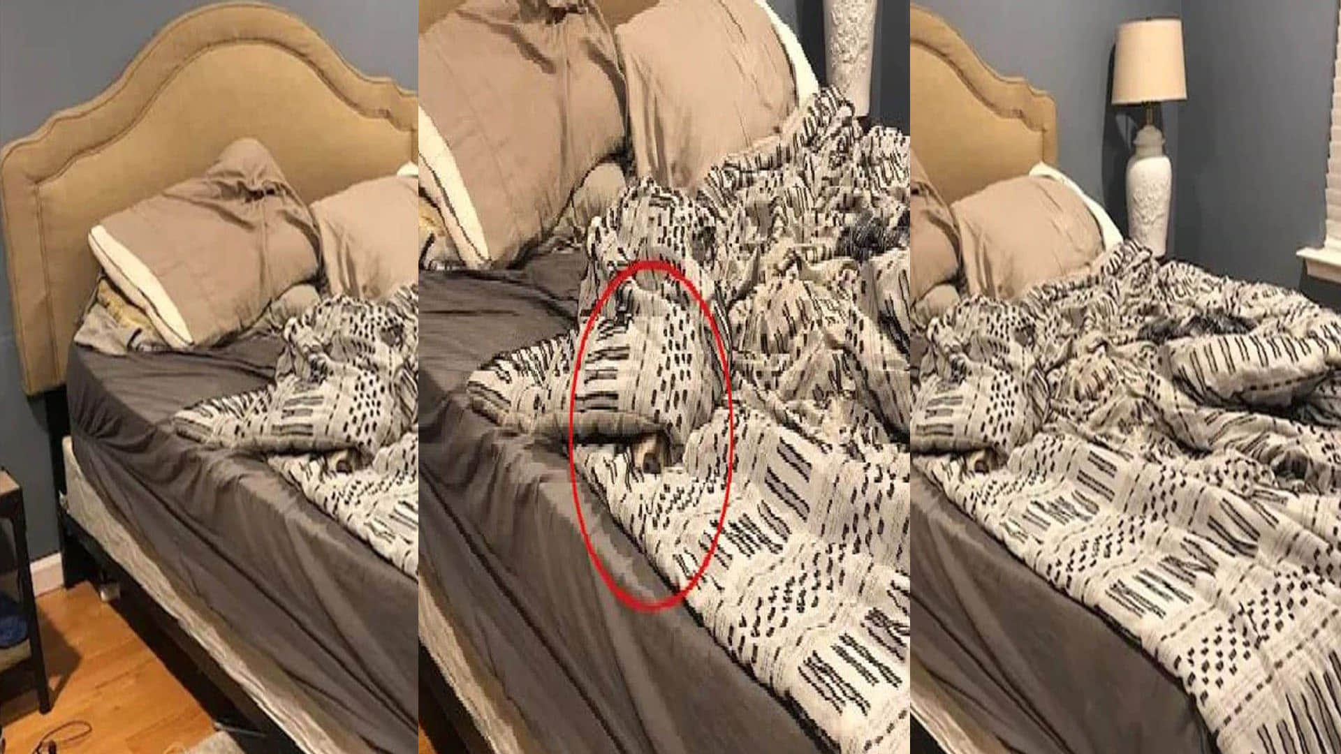 optical illusion doggy hidden in the picture puzzles google trends