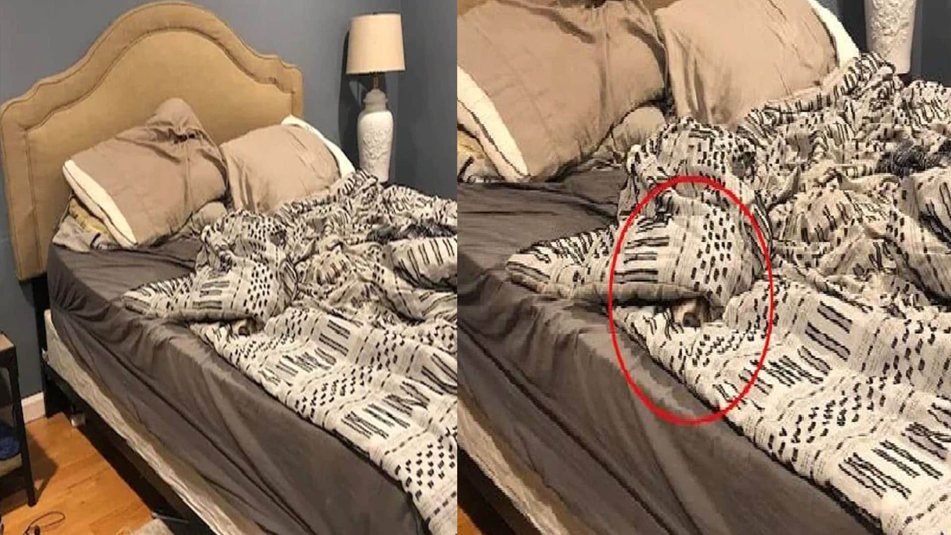 optical illusion doggy hidden in the picture puzzles google trends