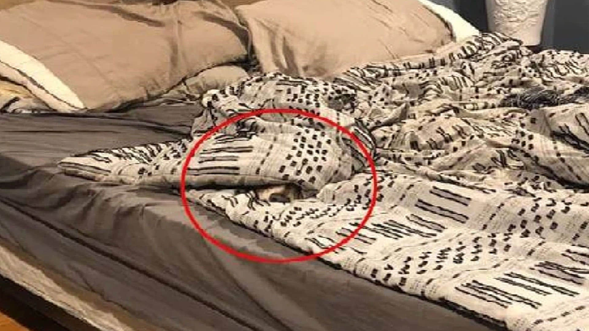 optical illusion doggy hidden in the picture puzzles google trends