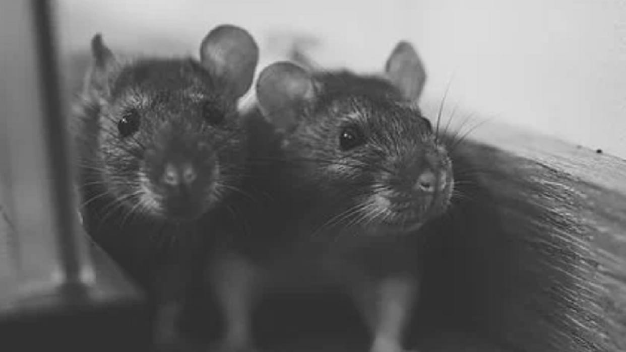 Rats entered inside AC coach women troubled by explosions appealed on Twitter