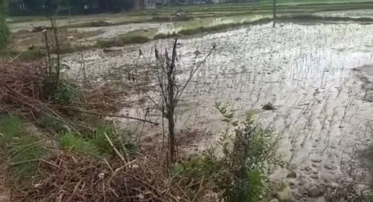 Debris entered the ground due to breaking of drain, paddy crop spoiled
