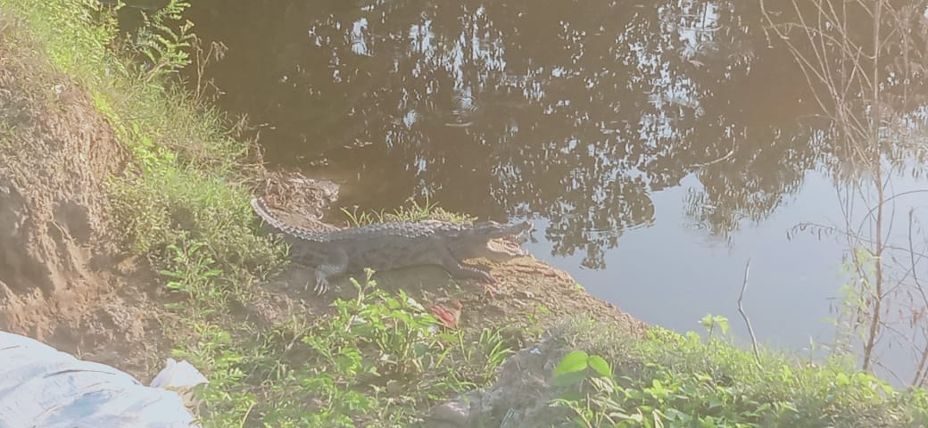 Crocodile reached from the river to the pond and then to the houses