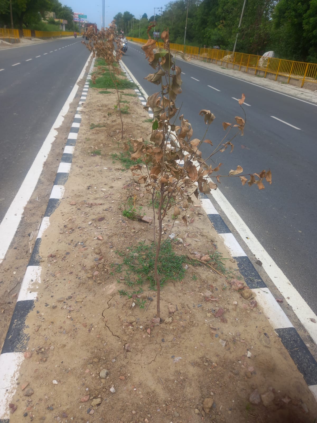 Negligence overshadowed the greenery of plants