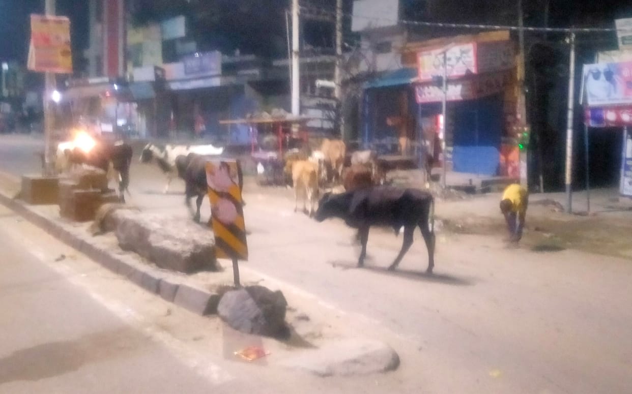 Desperate cows roaming became trouble, Kurukshetra