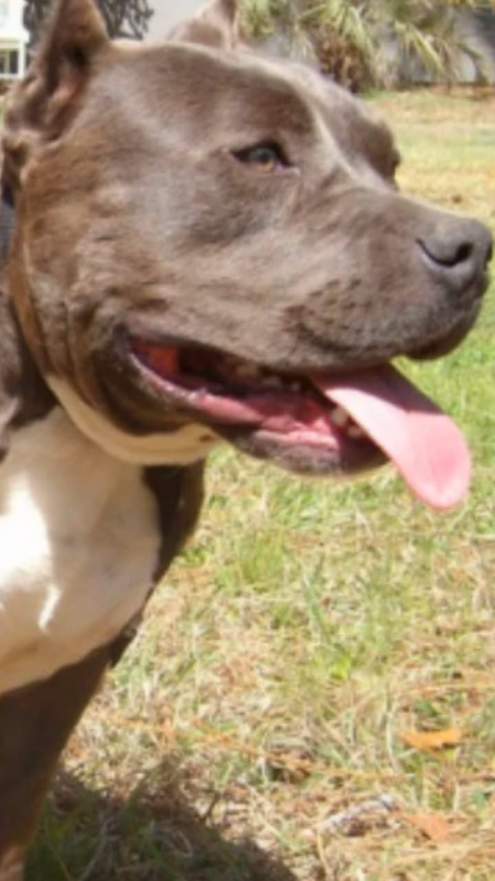 Pitbull dogs banned in Kanpur