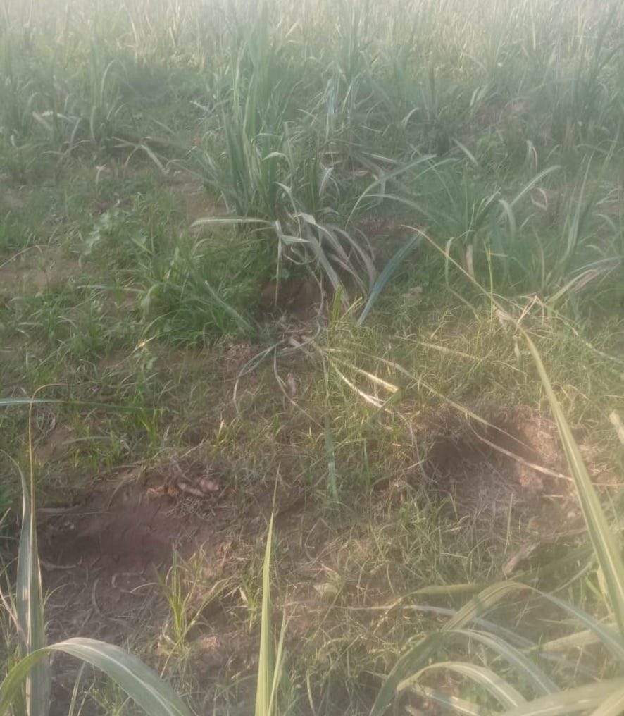 Elephants trample sugarcane crop in Sitawali