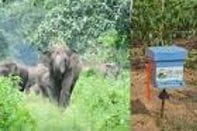 Bees will stop elephants from coming out of the forest