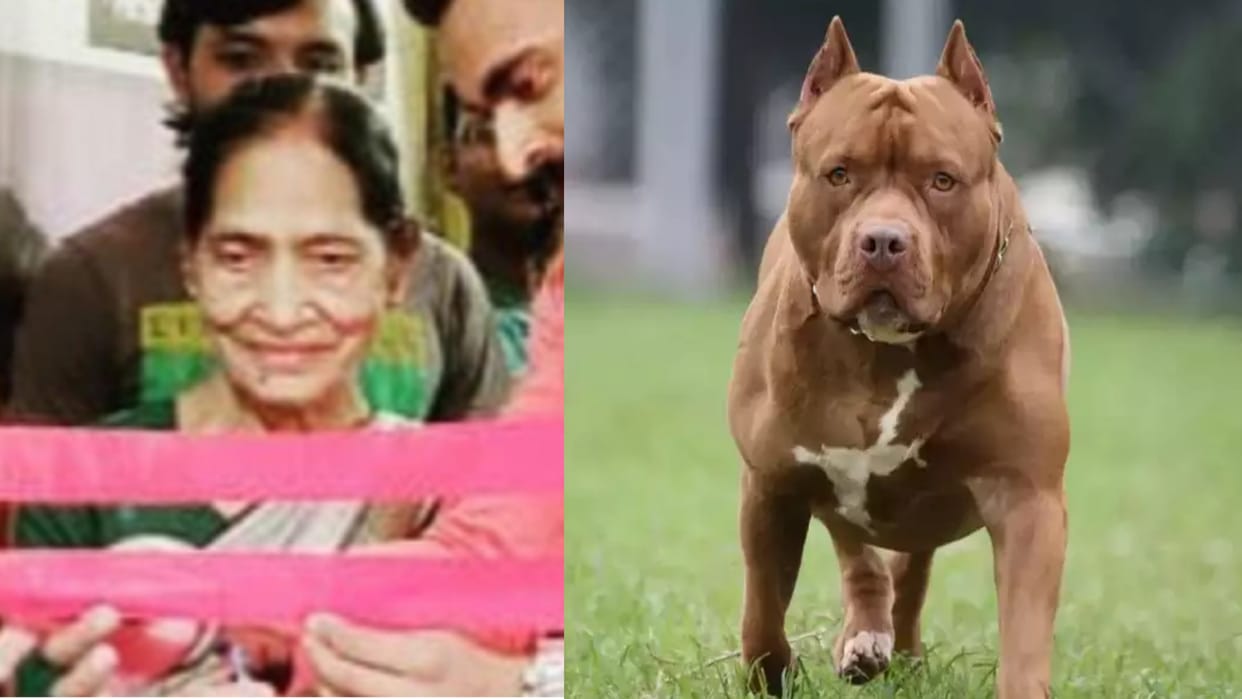 pitbull dog who attacked and killed mistress will be caught on Thursday