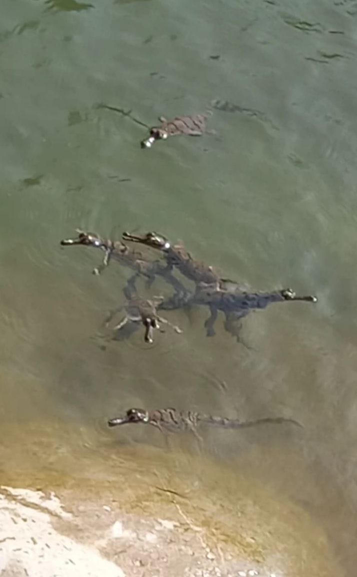 Crocodile babies were seen after alligators in Corbett