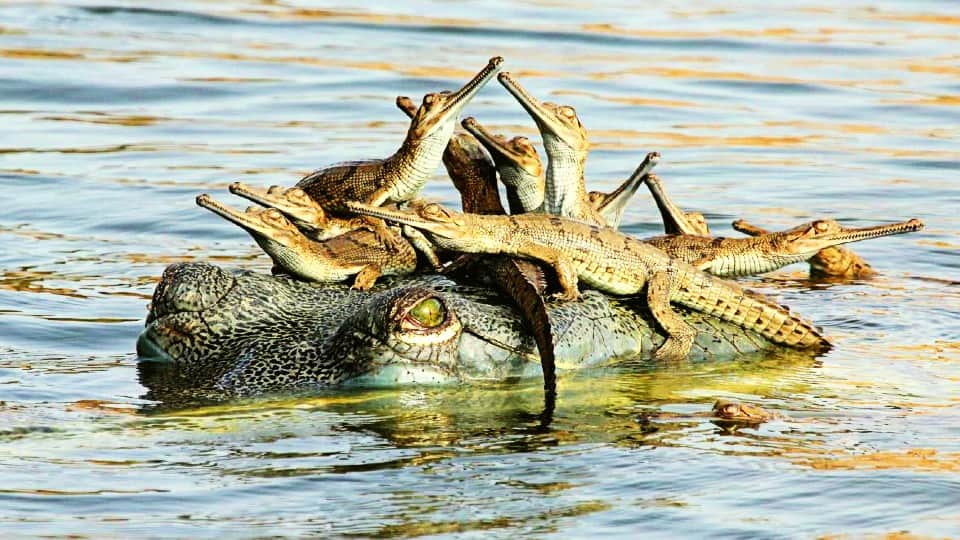alligators hide in the river for hours to avoid the cold wave in Chambal