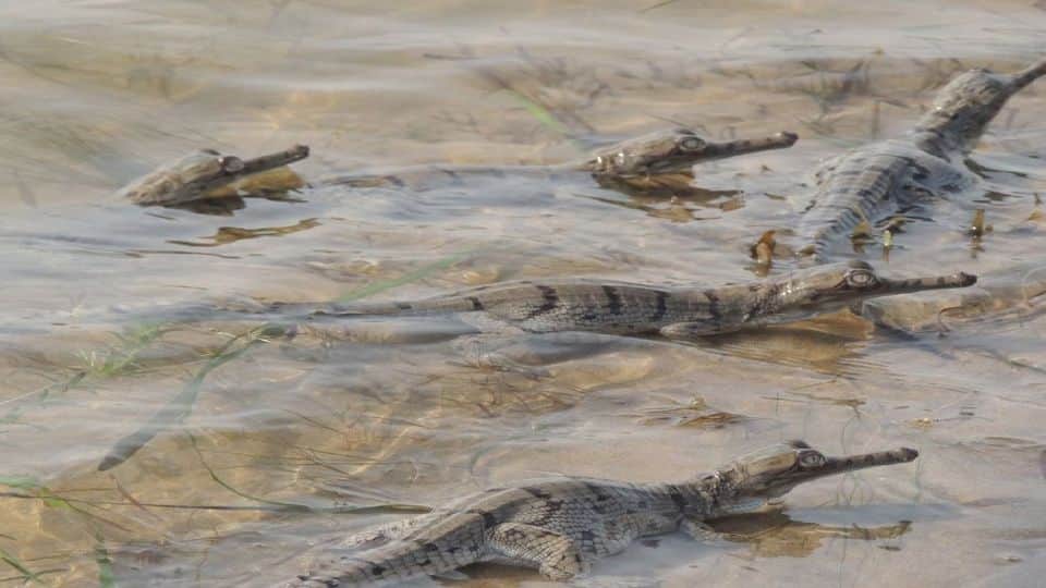 alligators hide in the river for hours to avoid the cold wave in Chambal