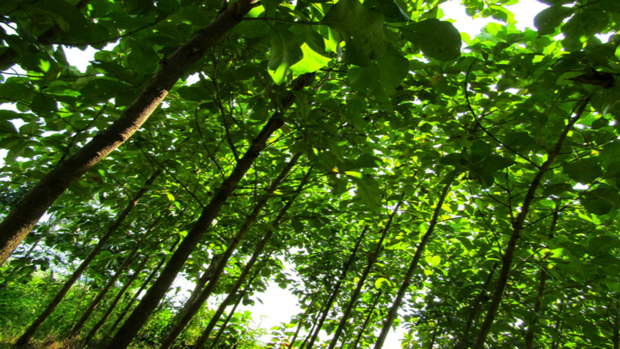 Teak Wood Plantation Price Know Sagwan Farming Costs Techniques And Income In India
