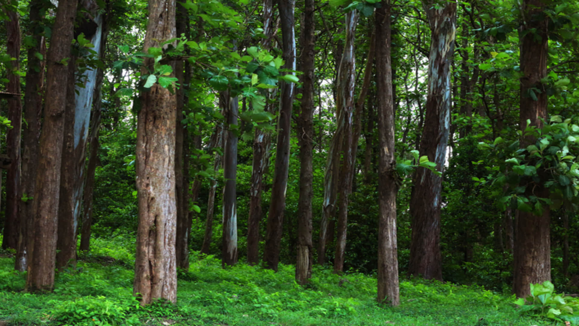 Tree Farming Business Ideas in Hindi Earn Lakhs of Rupees After Starting Mahogany Safeda Sagwan Tree Farming